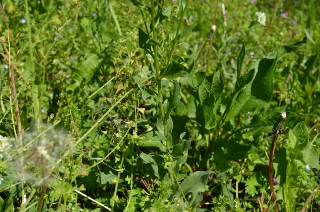 Roncola bassa (BG) : Cardaria draba